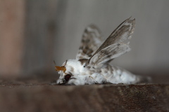 Tolype caieta