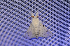 Tolype caieta
