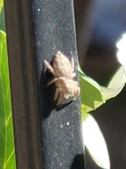 Salticinae