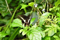 Heraclides hectorides