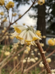 Edgeworthia