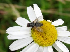 Zeuxia cinerea