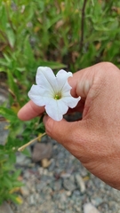 Petunia axillaris subandina