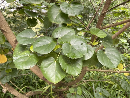 Hibiscus glaber iNat (3)