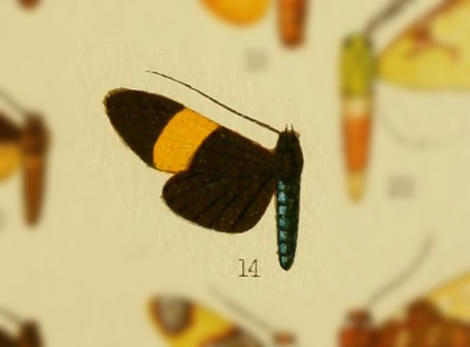 Neritos flavipurpurea