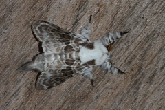Tolype caieta
