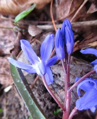 Scilla sardensis