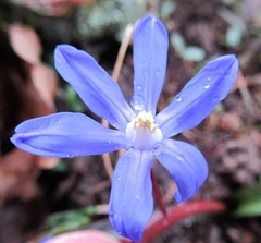 Scilla sardensis