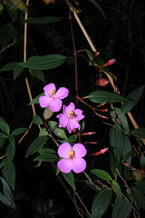 Monochaetum meridense