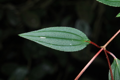 Monochaetum meridense