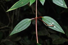 Monochaetum meridense