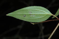 Monochaetum meridense
