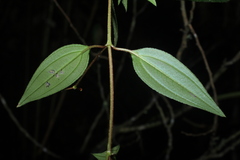 Monochaetum meridense