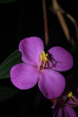 Monochaetum meridense