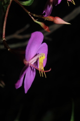 Monochaetum meridense