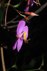 Monochaetum meridense