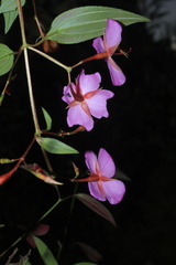 Monochaetum meridense