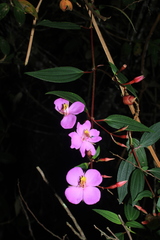 Monochaetum meridense