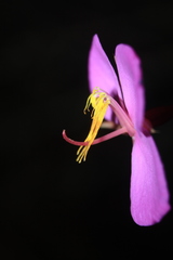 Monochaetum meridense