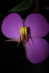 Monochaetum meridense