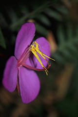 Monochaetum meridense