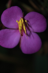 Monochaetum meridense