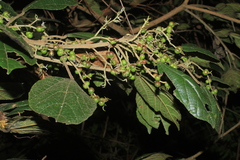 Alchornea grandiflora
