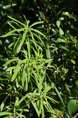 Euphorbia kraussiana