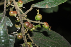Alchornea grandiflora