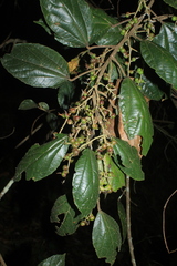 Alchornea grandiflora