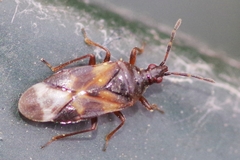 Anthocoris butleri