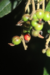 Alchornea grandiflora
