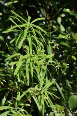 Euphorbia kraussiana