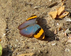 Euphaedra neophron