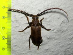 Prosphilus serraticornis