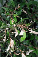 Trichocladus