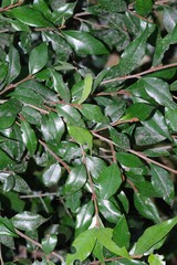 Trichocladus