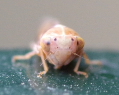 Tremulicerus fulgidus