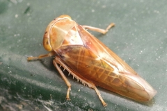 Tremulicerus fulgidus