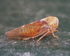 Tremulicerus fulgidus