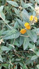 Buddleja tucumanensis