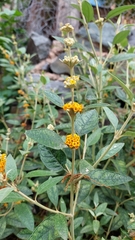 Buddleja tucumanensis