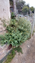 Buddleja tucumanensis