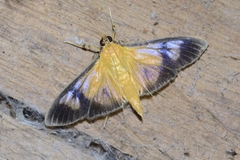 Phostria