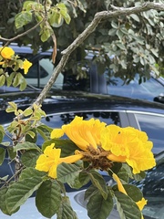 Handroanthus chrysotrichus