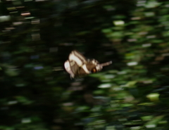 Papilio ophidicephalus phalusco