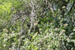 Papilio ophidicephalus phalusco