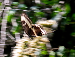 Papilio ophidicephalus phalusco