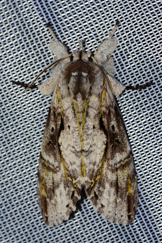 Iscadia chlorographa