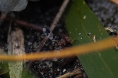 Epiplatea erosa